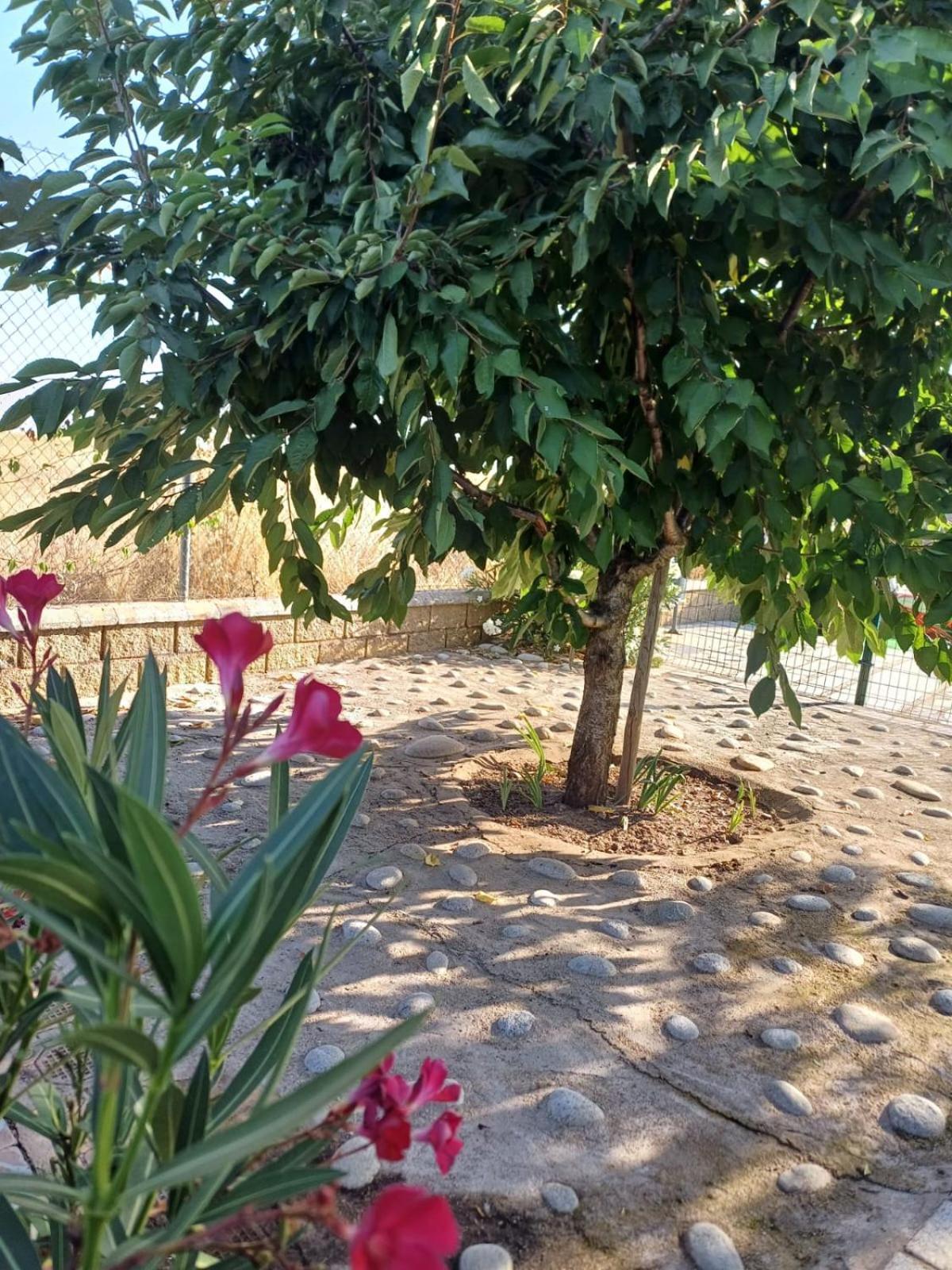 הוילה Villarmayor  El Almendro Del Cura מראה חיצוני תמונה